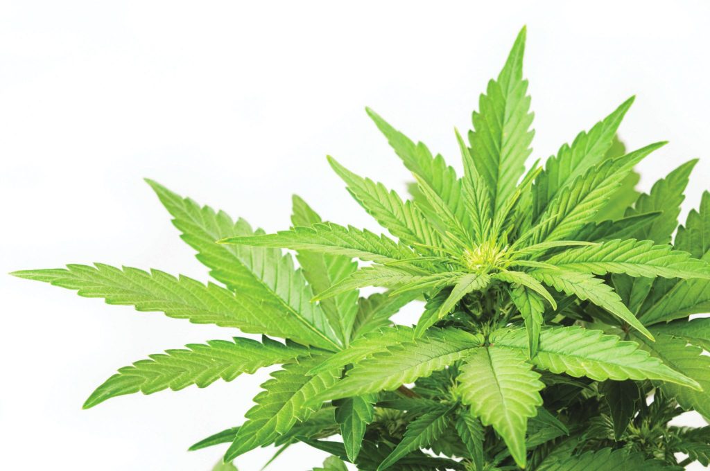 large marijuana plant on white background