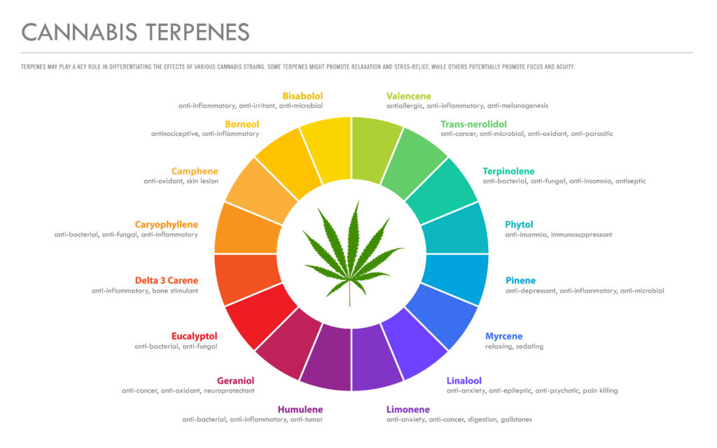Cannabis Terpene Wheel 1024x640 1