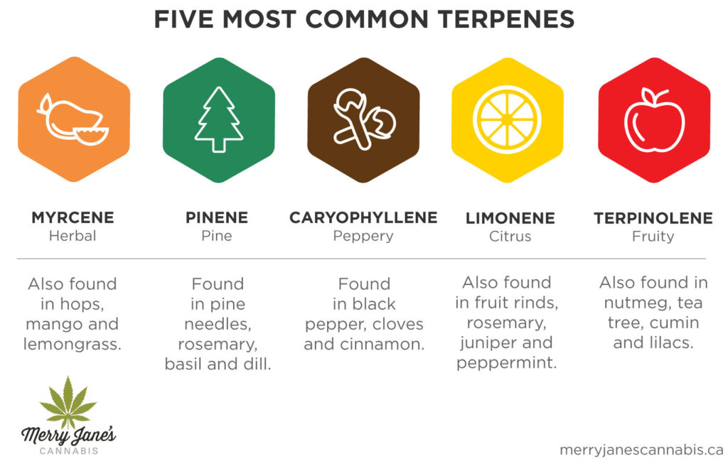 common terpenes