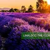 linalool lavender