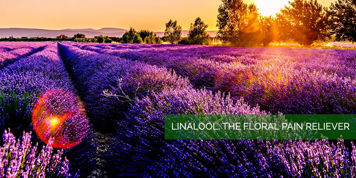 linalool_lavender.jpg