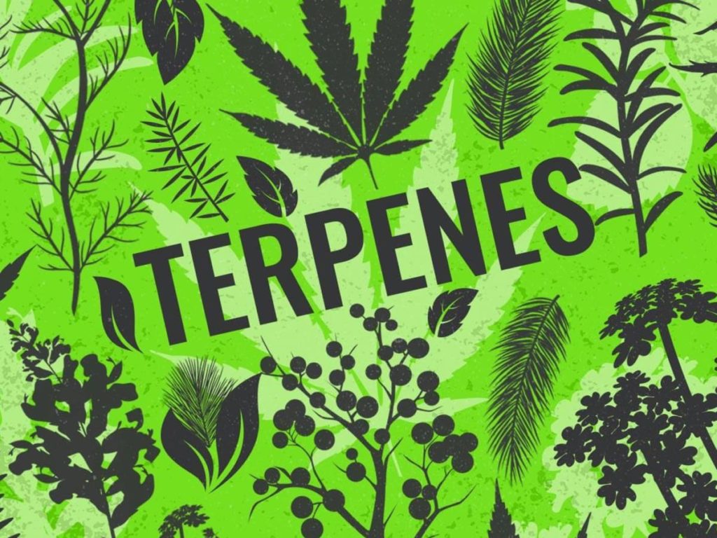 terpenes effects examples and products