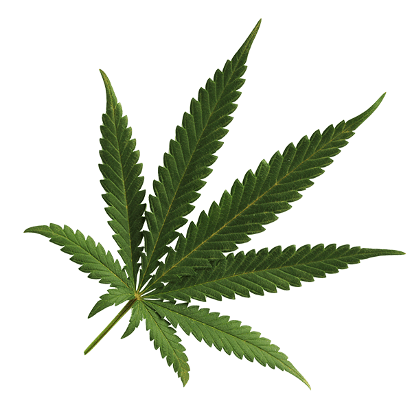 single marijuana leaf