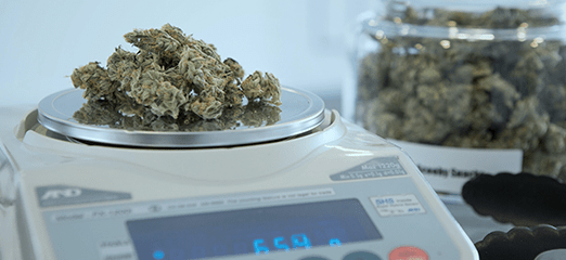 dispensary measuring cannabis on scale