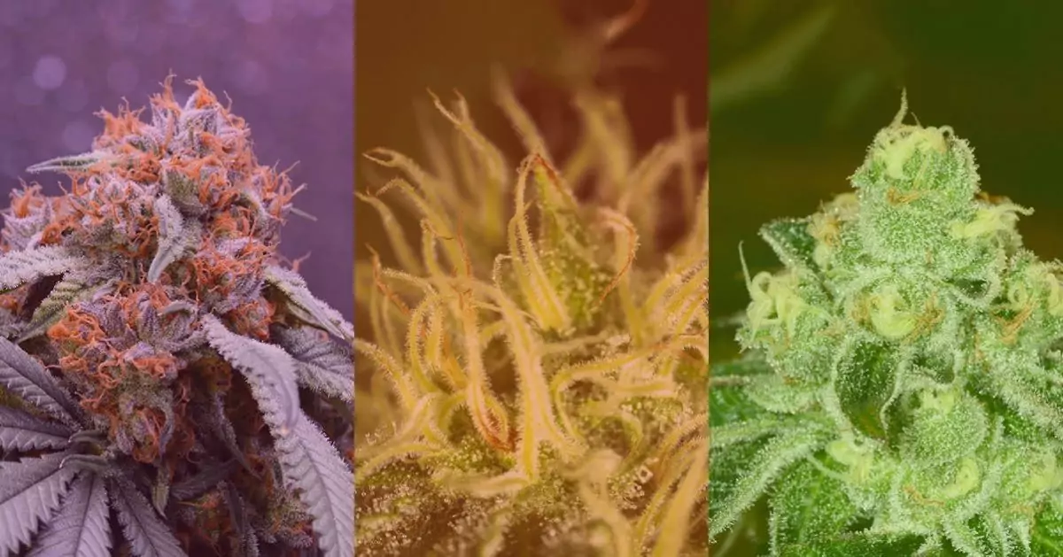 right_strains_three_flowers-1200x629.jpg
