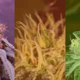 three different medical marijuana strains of cannabis flowers