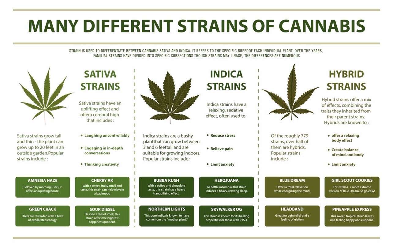 chart of different cannabis strains