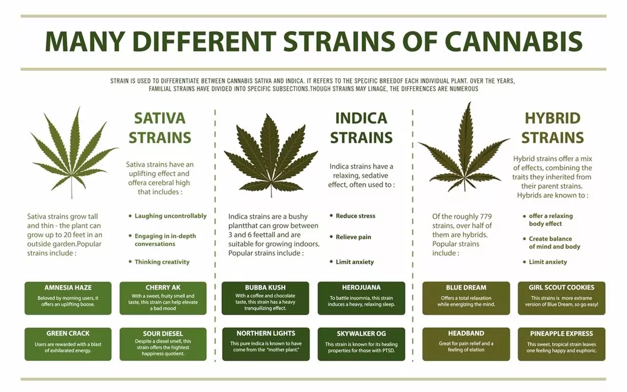 chart of different cannabis strains chart of different cannabis strains