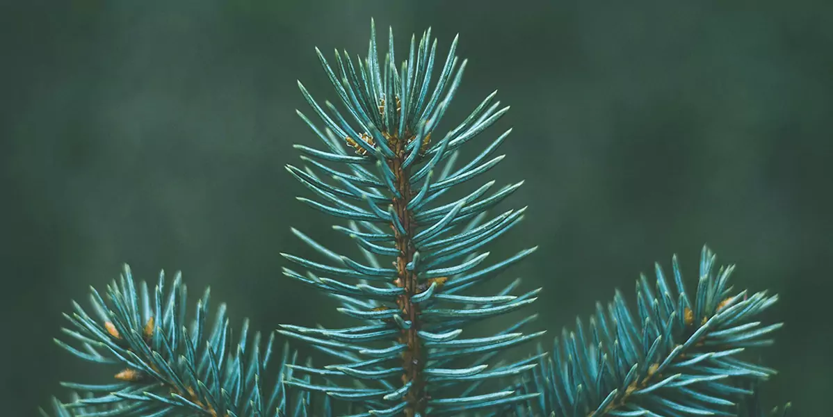 terpenes_pinene.jpg