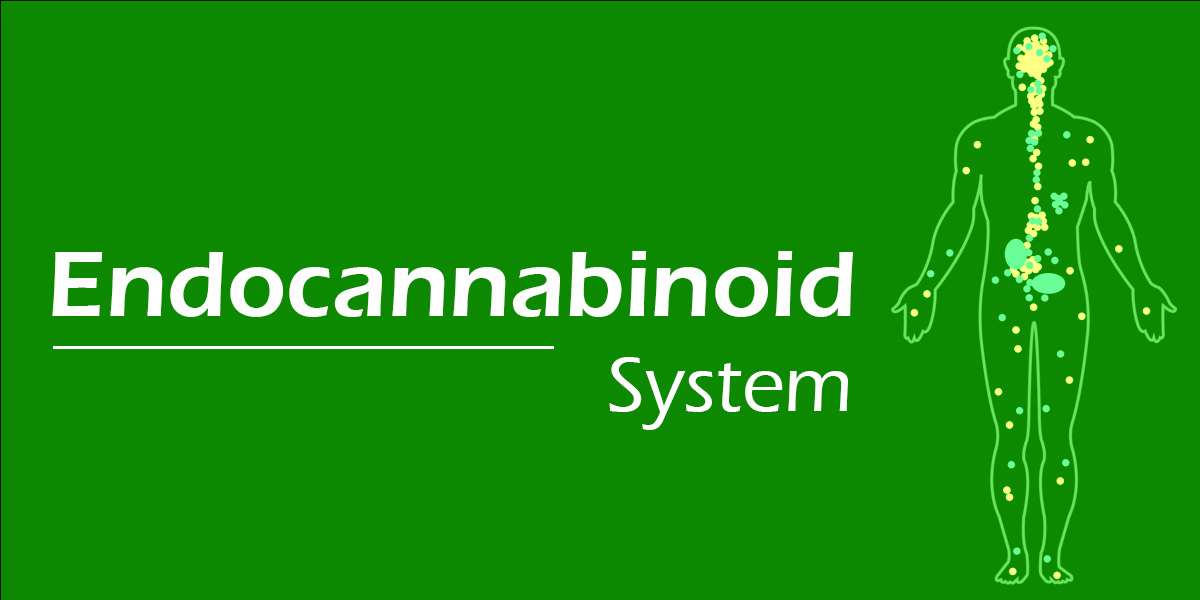 endocannabinoid_system.jpg