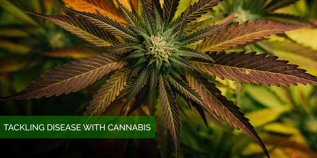 cannabis_natural_solution.jpg