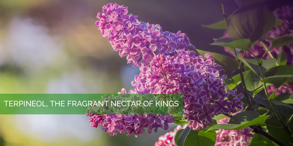 terpineol_lilac.jpg