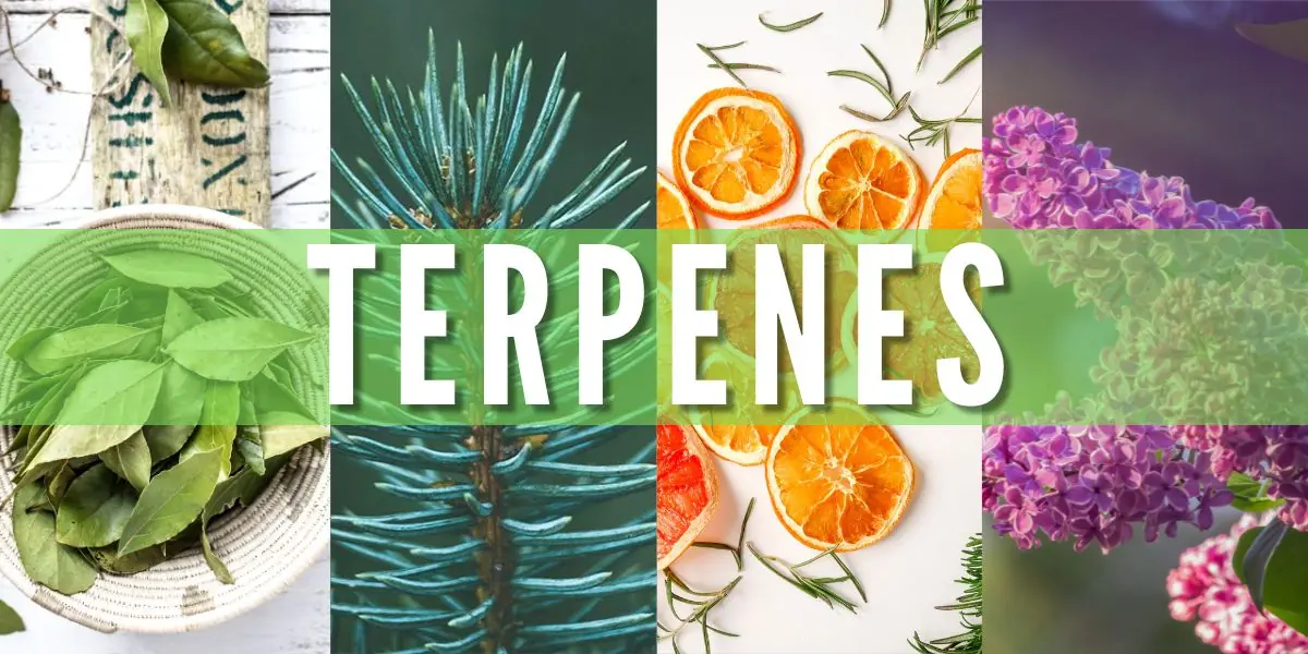 terpenes.jpg