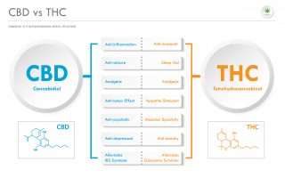 CBD vs THC Medical Applications horizontal business infographic illustration about cannabis as herbal alternative medicine and chemical therapy, healthcare and medical science vector.