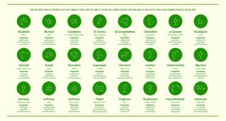 Terpenes in Hemp Flower Oil with Structural Formulas horizontal infographic