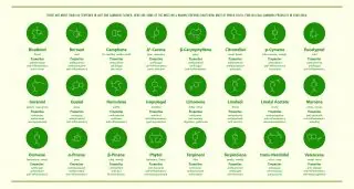 Terpenes in Hemp Flower Oil with Structural Formulas horizontal infographic