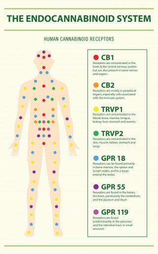 Endocannabinoid System and Human Receptors vertical infographic