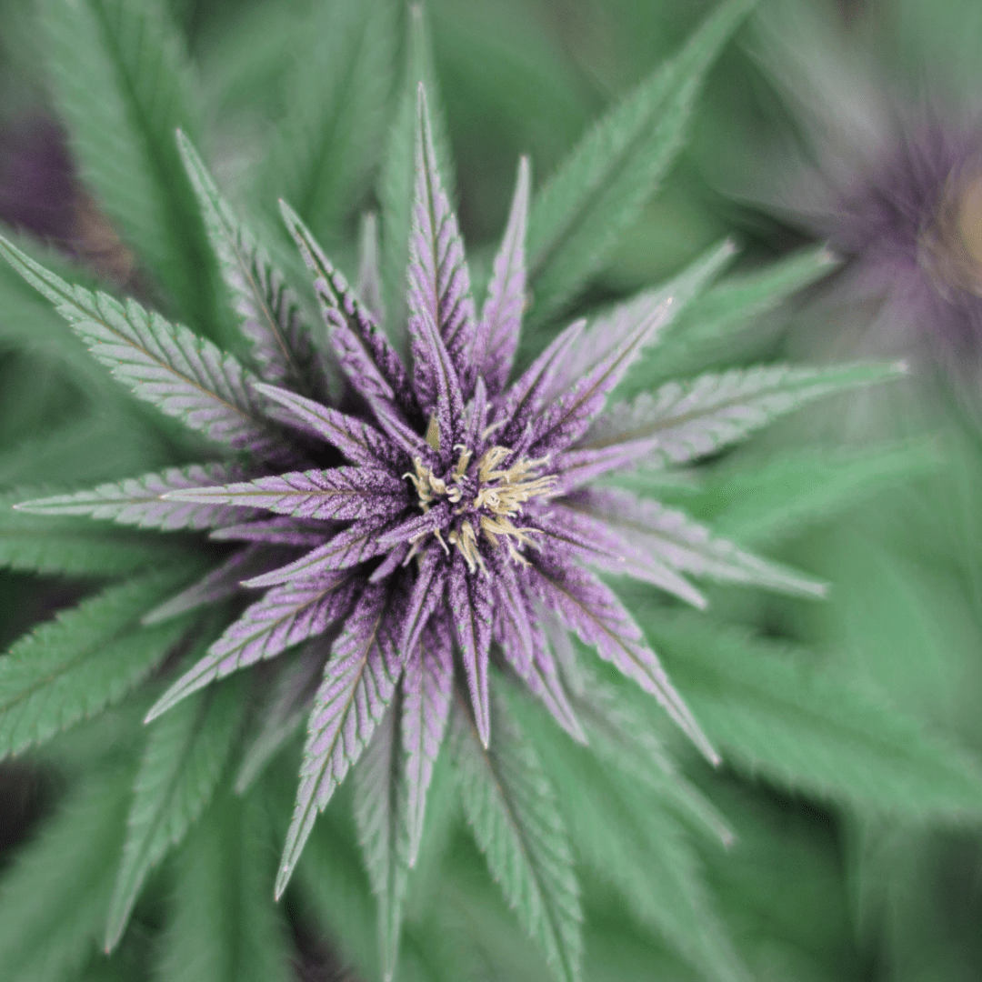 Can You Travel With Baby Food Pouches Can You Travel With Baby Food Pouches